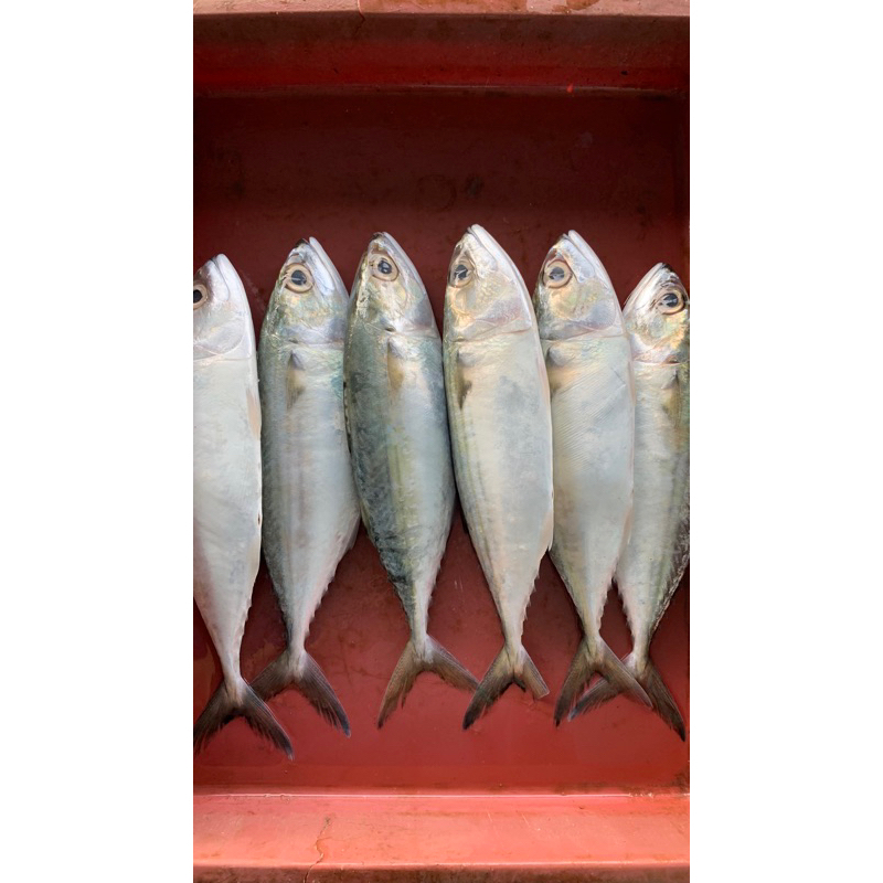 

Ikan Gembung Pelalin Seger Berar 1 Kg isi 14-15 ekor