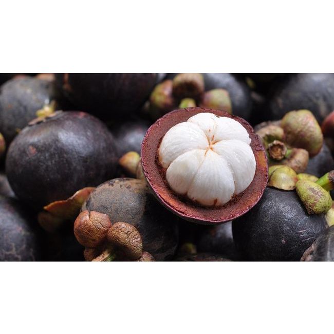 Bibit Tanaman Buah Manggis Kondisi Rimbun Full Media