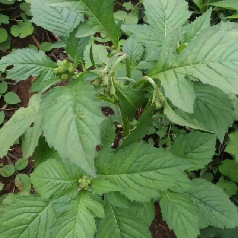 

Daun Sintrong 500 Gram