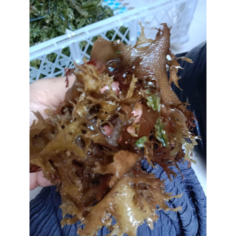 

anggur laut/seagreeaps