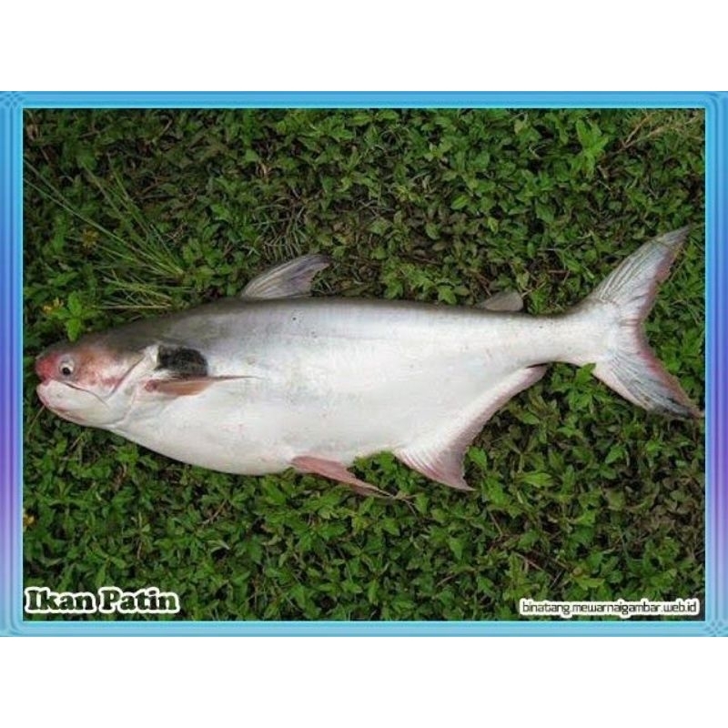 

Ikan Patin Segar