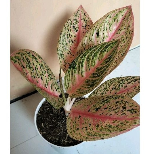 AGLONEMA RED LEGACY
