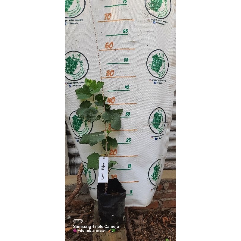 bibit anggur import ilari rs import