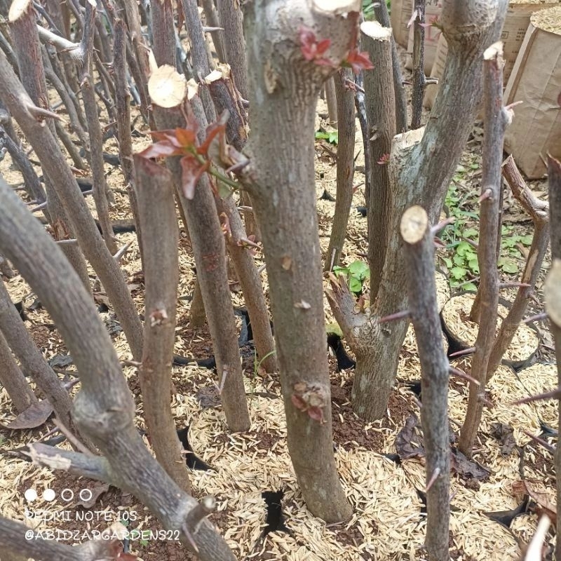 KEBUN DZAKI - Bibit Stek Bougenville Bunga Ungu