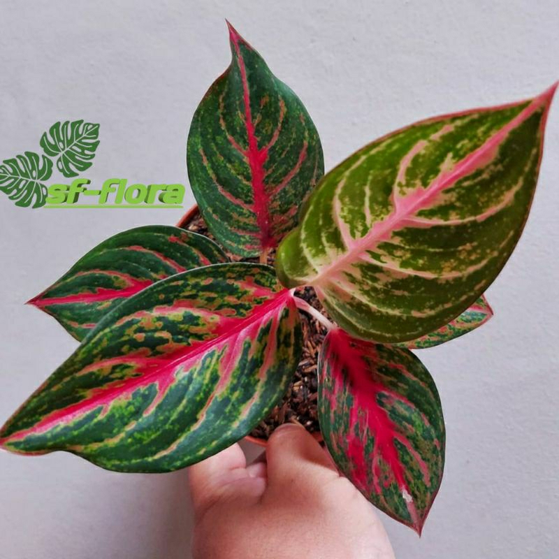 Tanaman Hias Aglonema Red Borju - Aglo red borju