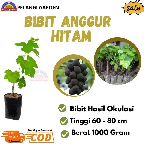 Bibit Anggur Hitam, Bibit Anggur Manis, Pohon Anggur Cepat Berbuah