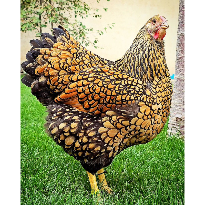 

TELUR FERTIL AYAM WYANDOTTE GOLD LACED TETASAN IMPORT UNTUK DI TETASKAN
