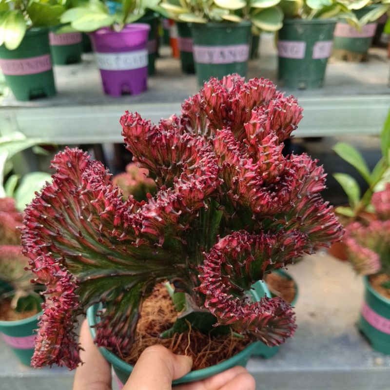 euphorbia lactea merah