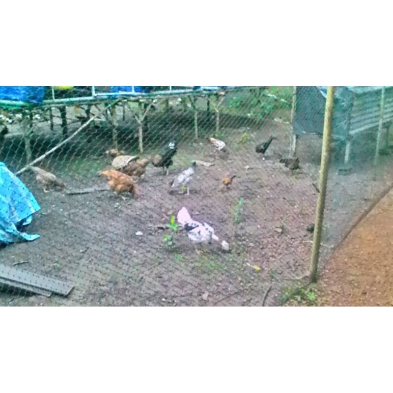 jaring pagar ayam serbaguna UK 2x50meter lubang 4inc