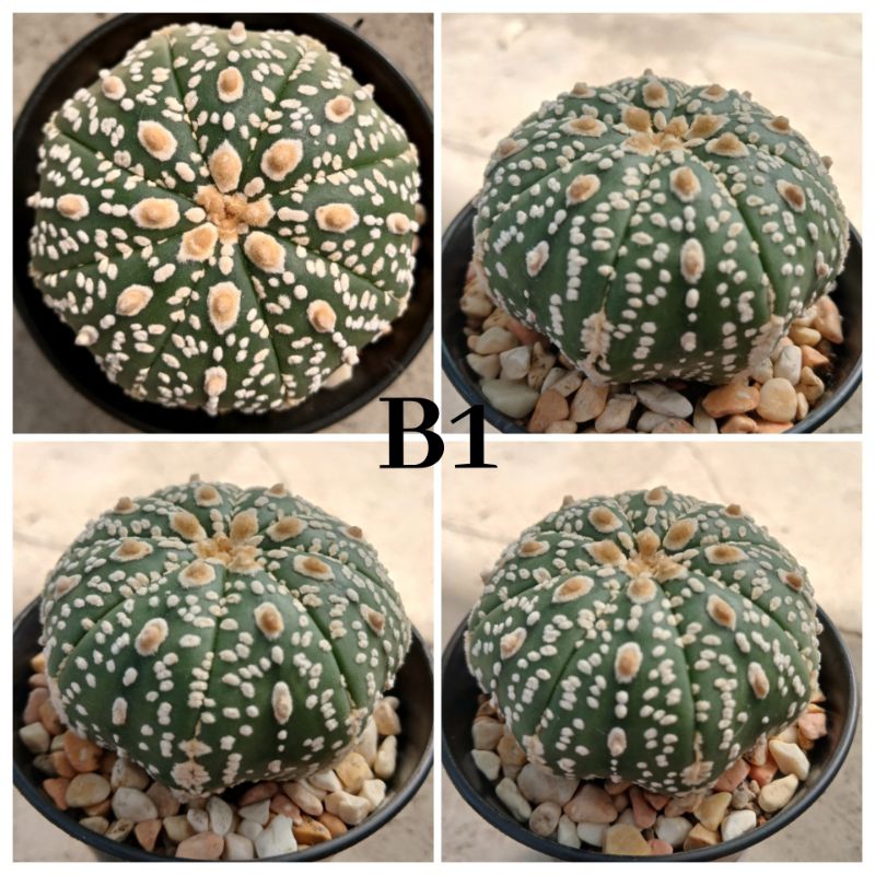 Kaktus cactus astrophytum super kabuto