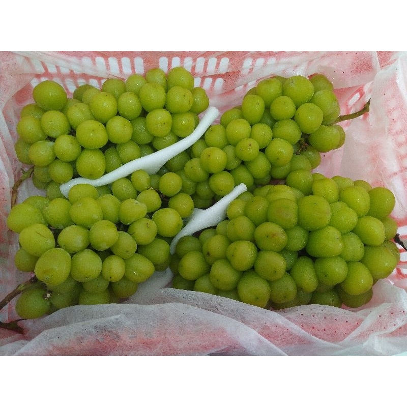 anggur shine muscat curah 1kg
