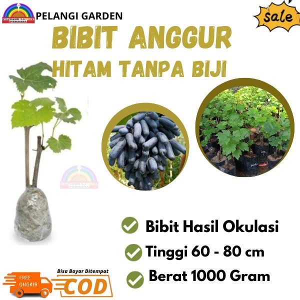 Bibit Anggur Hitam Tanpa Biji, Pohon Anggur Hitam Cepat Berbuah, Bibit Anggur Super Manis
