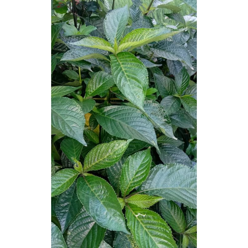 

DAUN KEJI BELING 250grm, 100grm, 50grm.