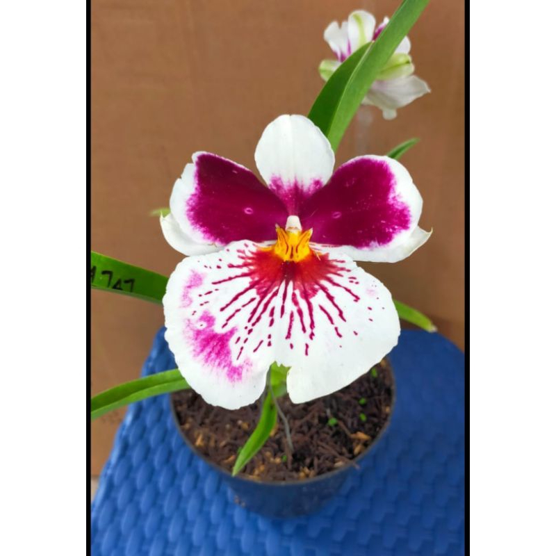 co live. anggrek miltonia