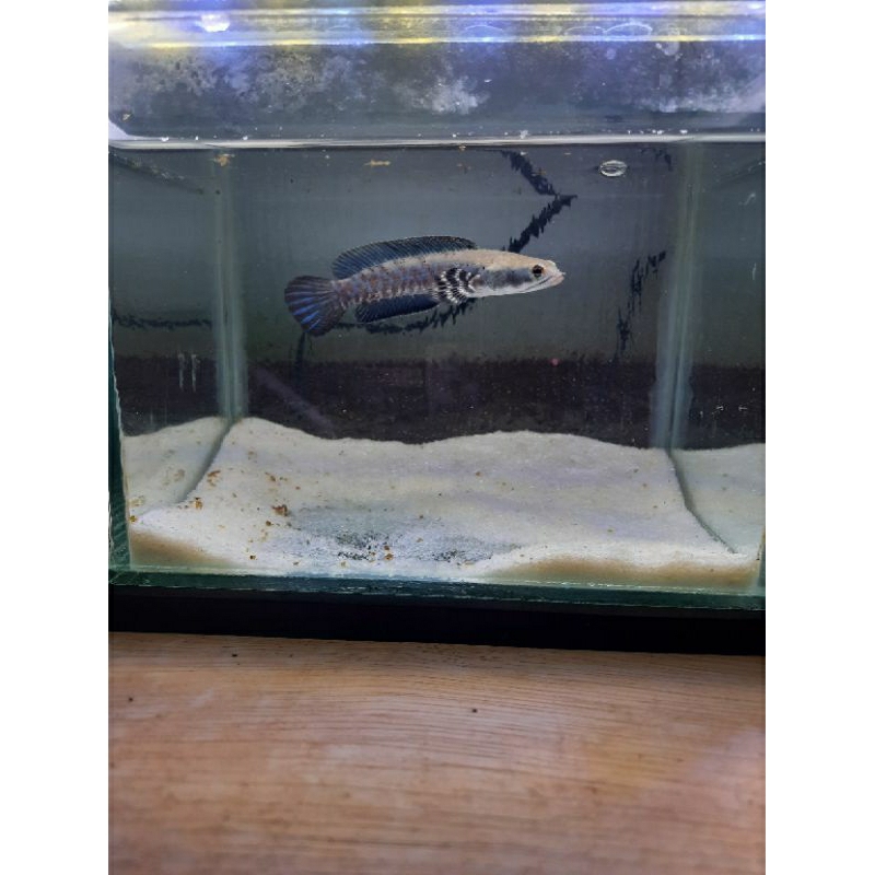 Chana Blue Pulcra Bahan kontes Full Yellow spot Termurah || GARANSI 100%