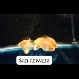 ikan kingkong perot yellow kuning