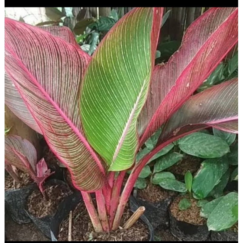 Tanaman pisang bugis merah