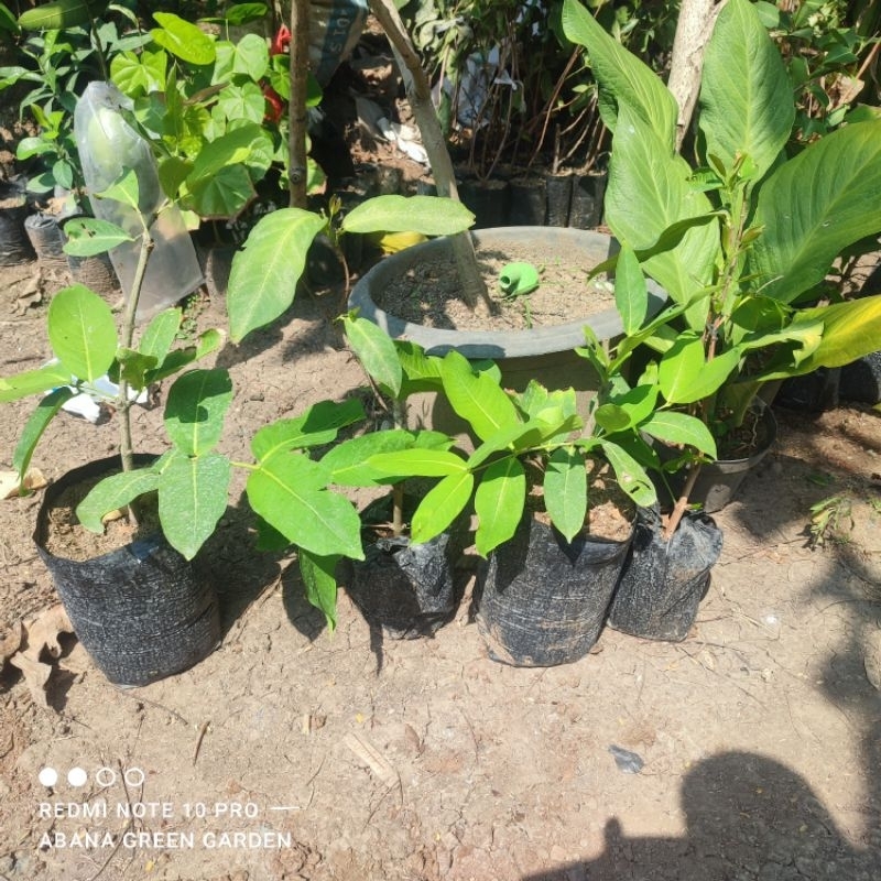 Bibit Jambu Air Green Giant asal cangkok