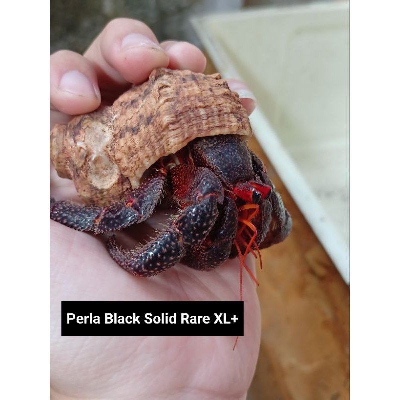 Mainan edukasi anak Paket Perlatus XXL dan XL+ Black Solid