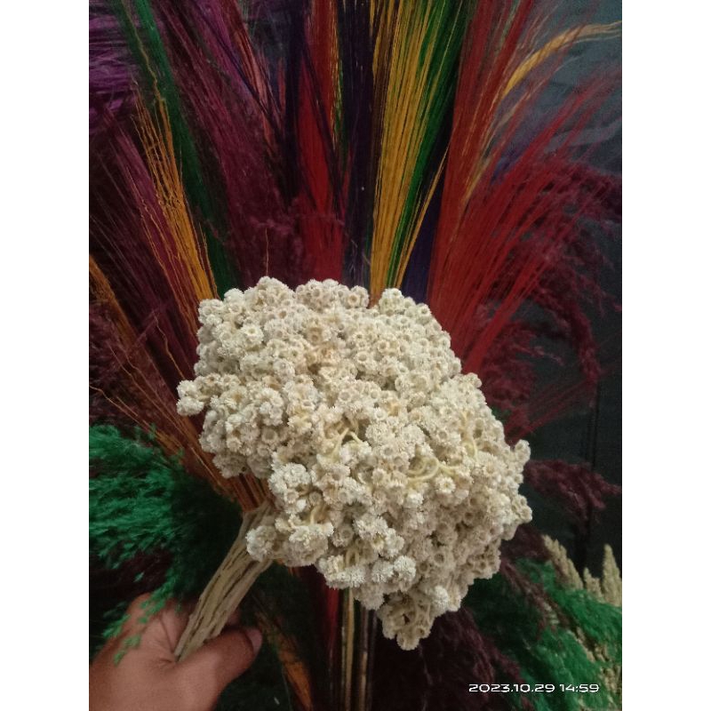 Edelweis Bromo Kering/BUNGA ABADI/Dekorasi