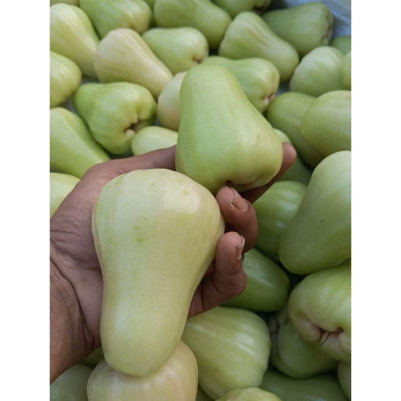 

Jambu Madu Hijau Medan Fresh Size Jumbo (manis, garing & Juice) 1kg