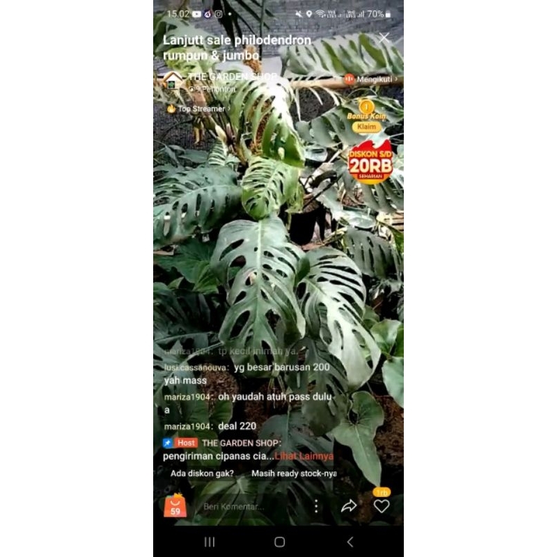 tanaman hias janda bolong jumbo