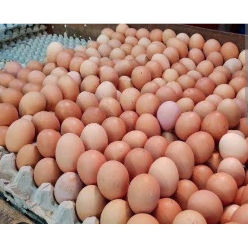 

TELOR AYAM NEGERI PER KG SAYUR SEGAR PALEMBANG
