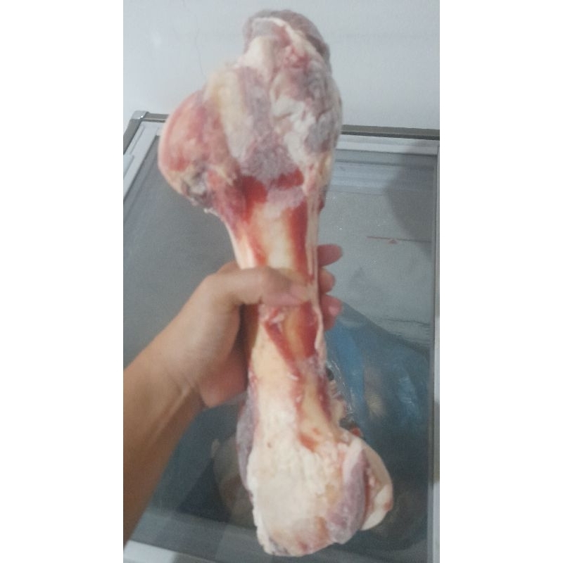 

Tulang sumsum sapi