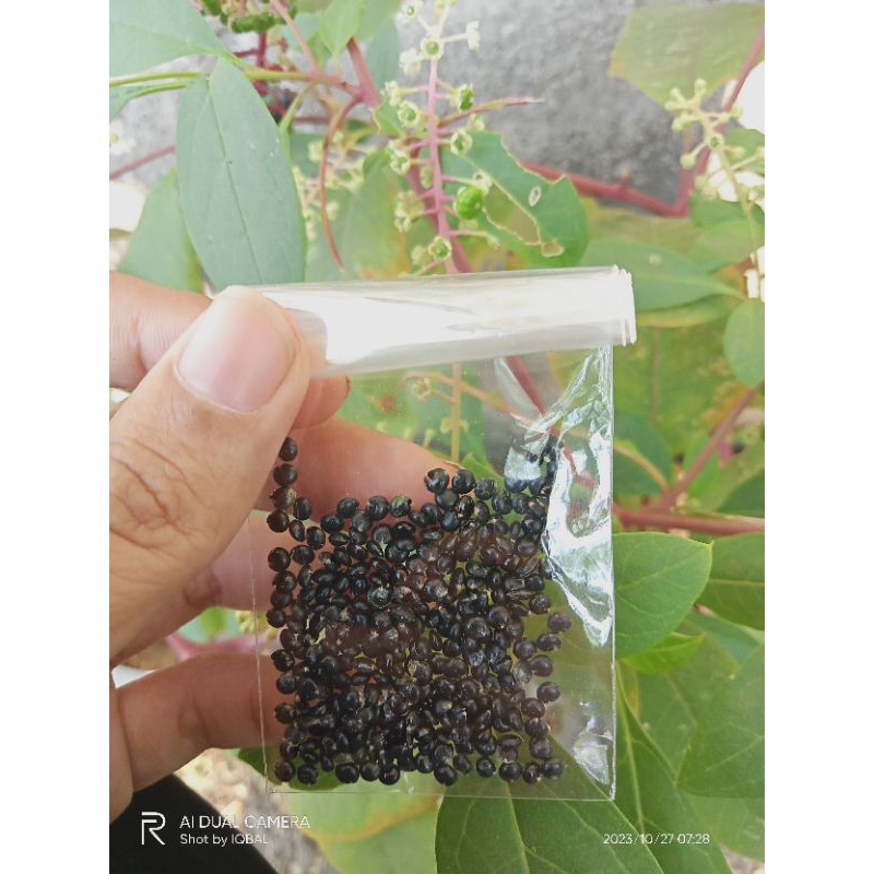Benih Ginseng Merah Korea, 300 Biji Ginseng Merah Korea, benih ginseng merah Korea asli.