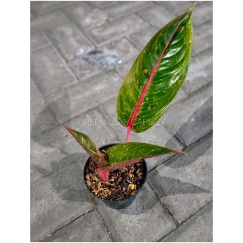 Tanaman Hias Aglonema Mahardika | Real Pict