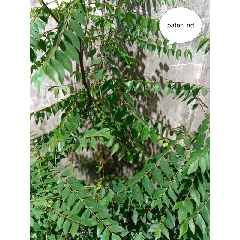 

Daun kari segar ( Curry leaves) per 25gr