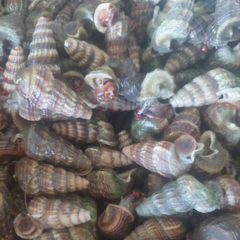 katanglo / keong nenek / siput