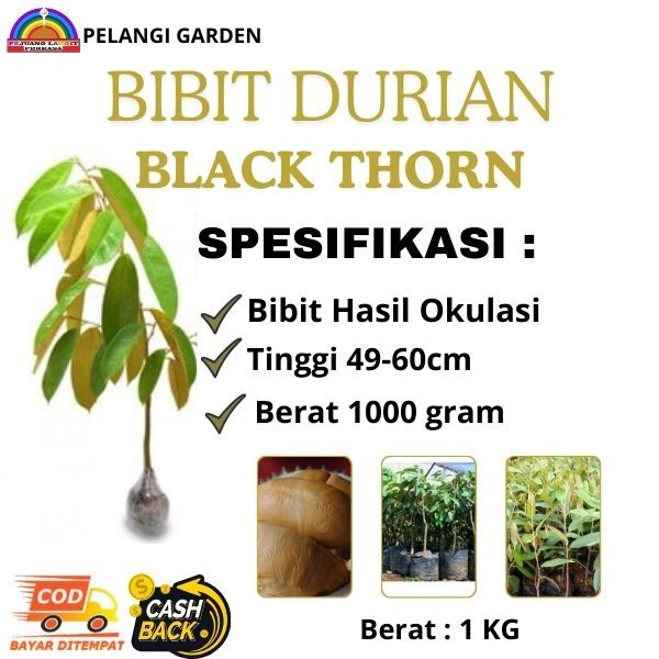 Bibit Durian Black Thorn, Bibit Durian Manis Black ThornPohon, Bibit Durian Berbuah, Bibit Durian Un