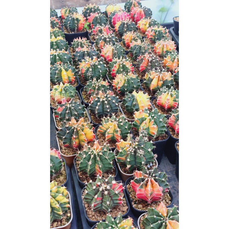 Mihanovichii Seedgrow Tray