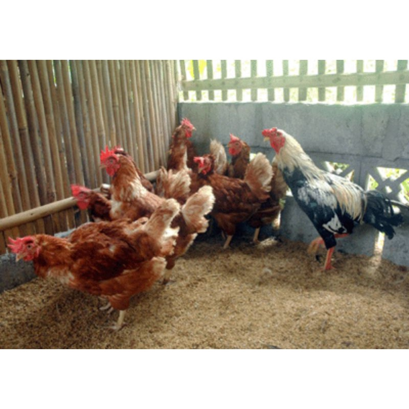 

TELUR AYAM JAWA SUPER/JOPER PLATINUM JENIS JUMBO UNTUK DI TETASKAN