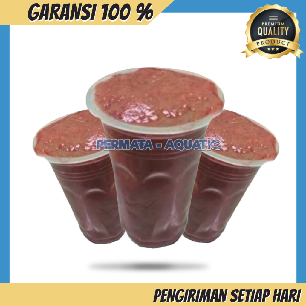 Cacing Sutra Makanan Ikan Hias Burayak Berprotein Bervitamin Cacing Halus Hidup