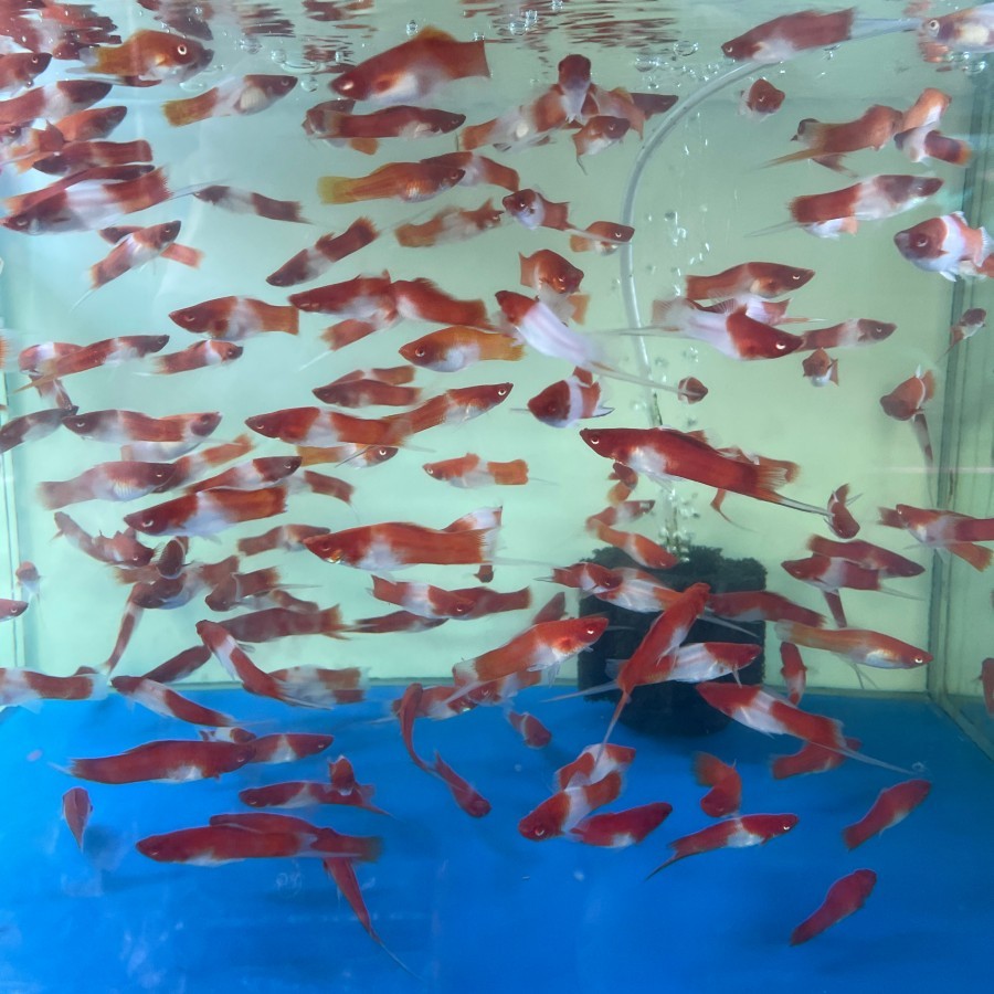 Platy Kohaku - Ikan Hias Aquarium Aquascape KHUSUS GOJEK MEDAN