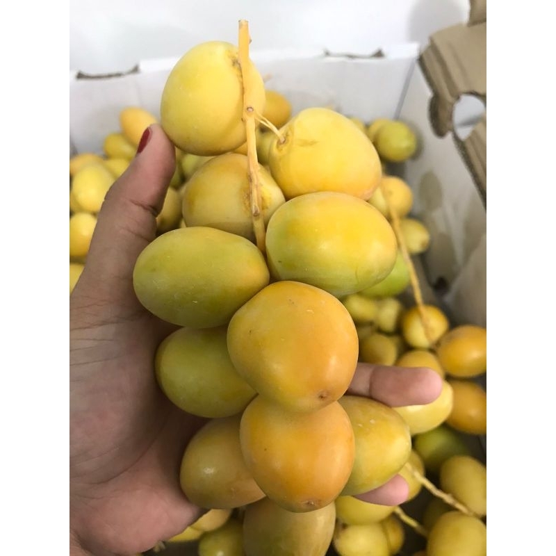 

Kurma muda sudah sortir, kurma muda kuning barhee