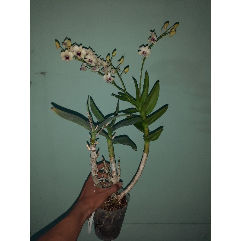 Dendro Bulat Dewasa (Spike/Knop/Brbng M)