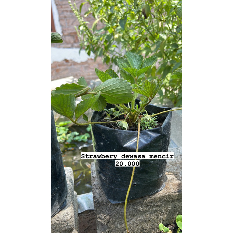 

StrawberyMencirIndukan