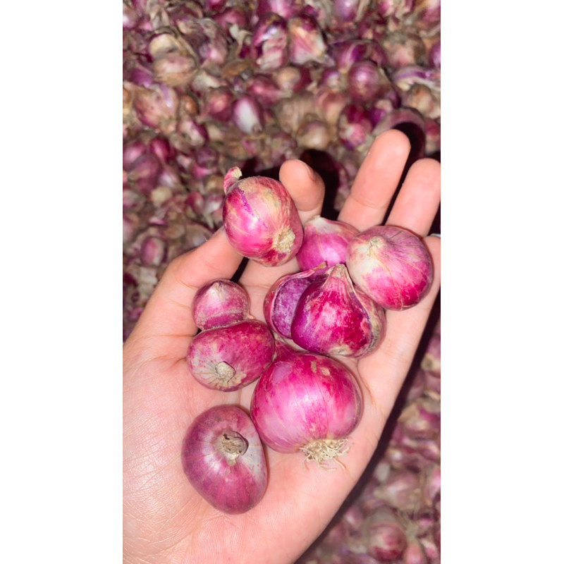 

BRAMBANG JOWO (JAWA) SUPER BAWANG MERAH BAMPER JUMBO