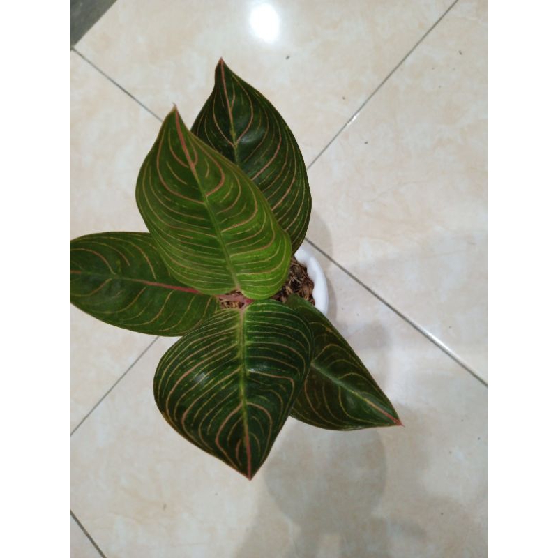 aglonema Kresna golden