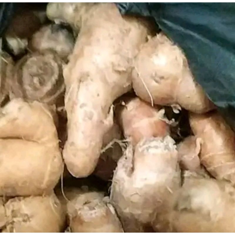 

kencur 100g