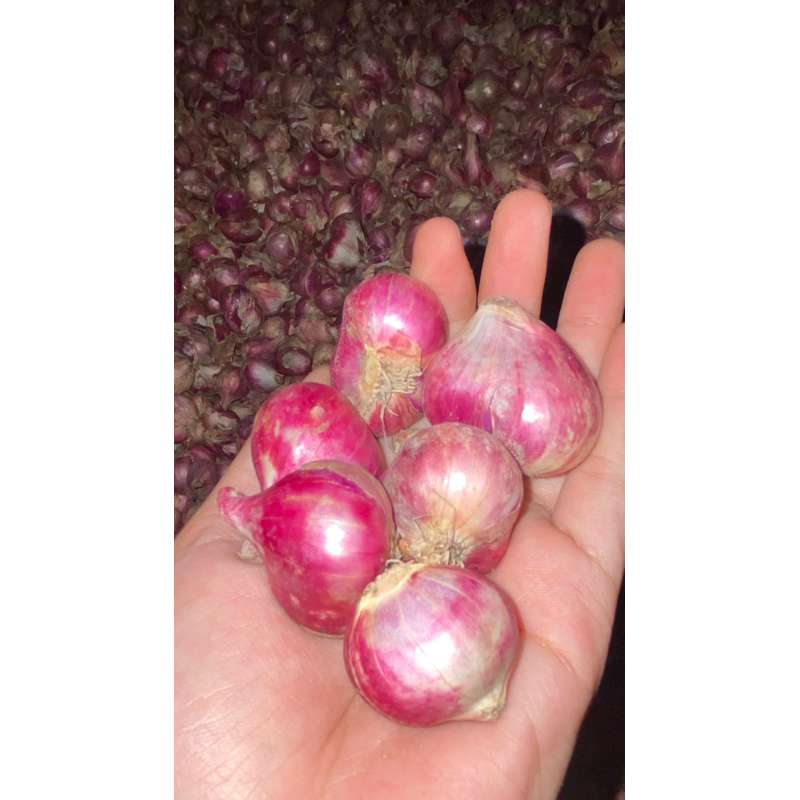 

BAWANG MERAH JAWA BAMPER JOWO SUPER