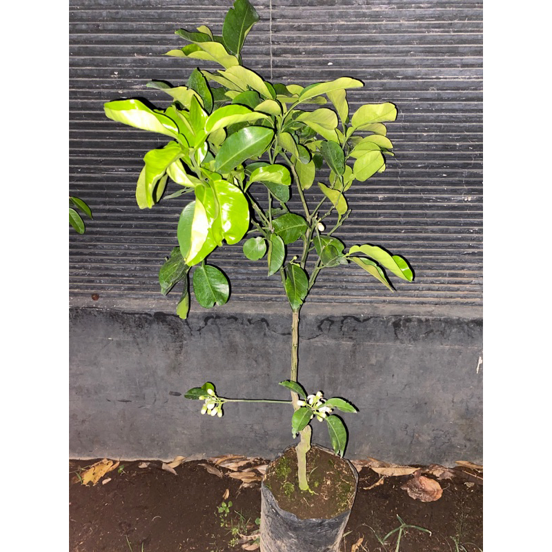 bibit jeruk red pamelo (jeruk bali) kondisi sudah berbuah super rimbun