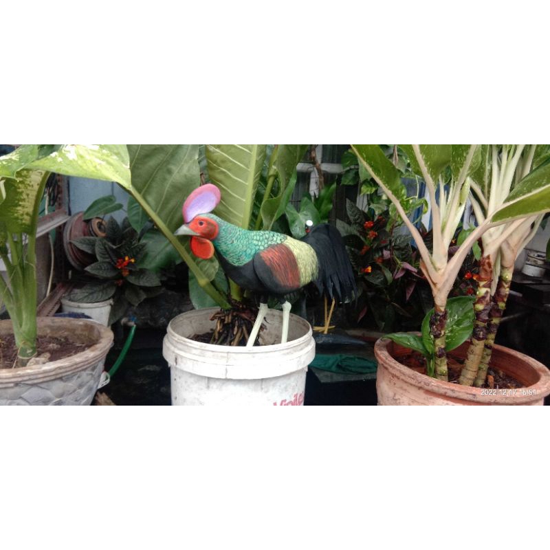 jontrot ayam hutan jantan hijau