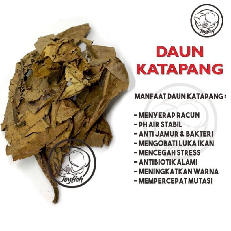 daun ketapang super daun ketapang kering