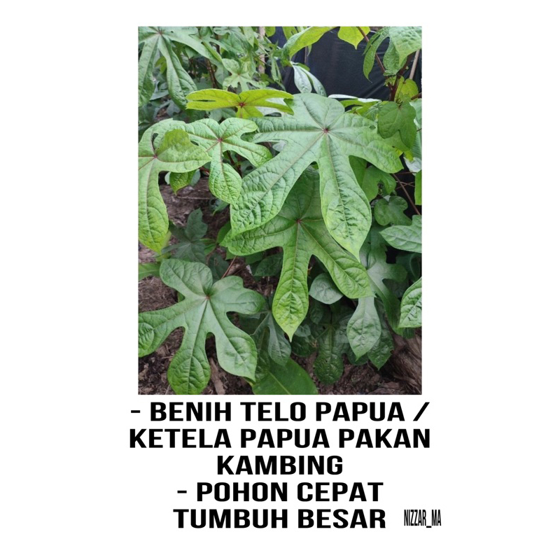 Telo Papua / Ketela Papua Pakan Kambing 20 Batang