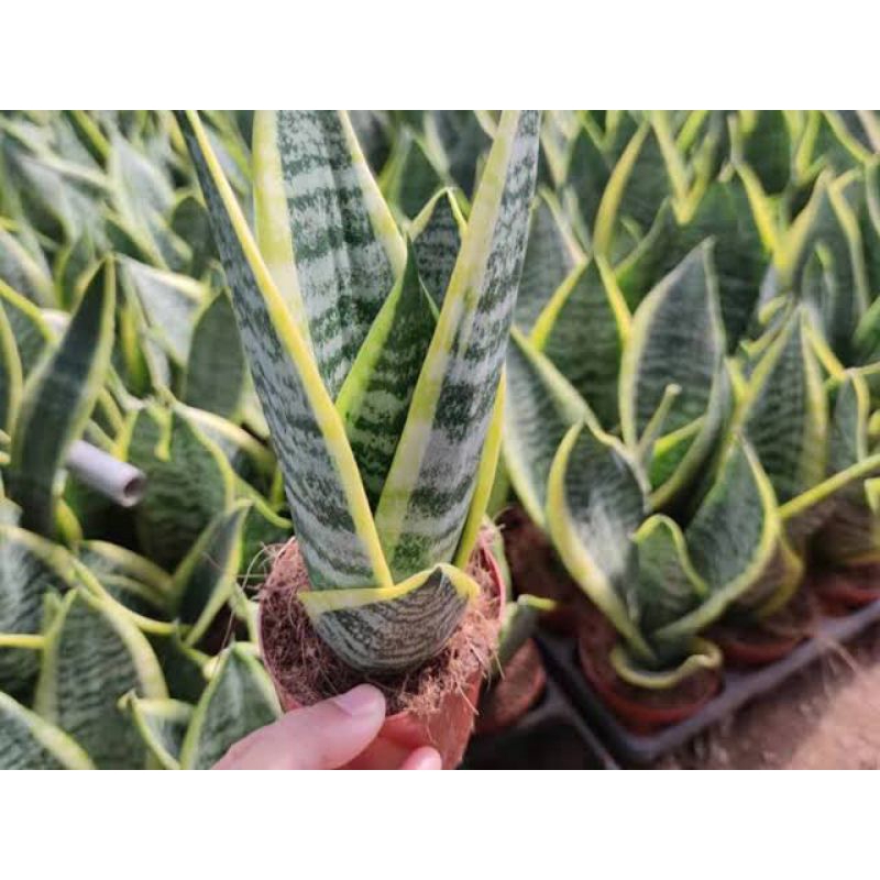 sansivera futura superba