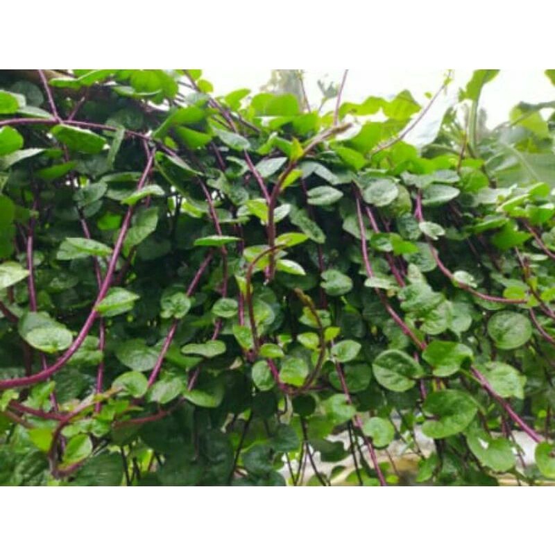 

50 lembar daun binahong merah segar fresh petik.